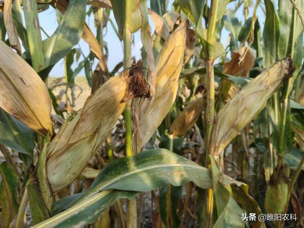 最高畝產2959斤，這個玉米品種，重新整理2021年玉米單產最高紀錄