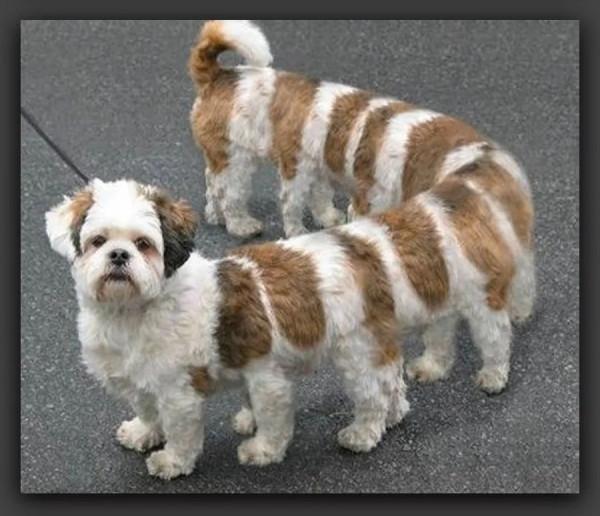 創意｜神奇動物在哪裡？這組作品激發你的想象力