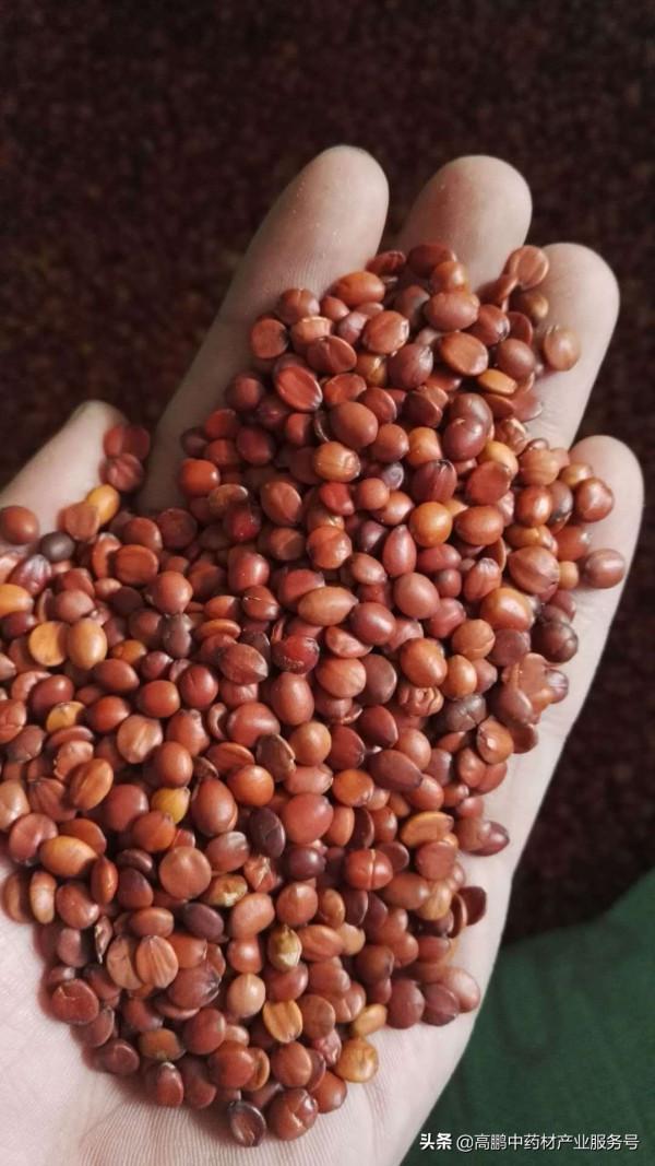 今後野生中藥材走勢看好 今後野生中藥材走勢看好