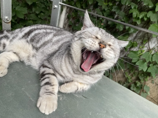 第二彈！終於攢夠了一波“可愛”照片