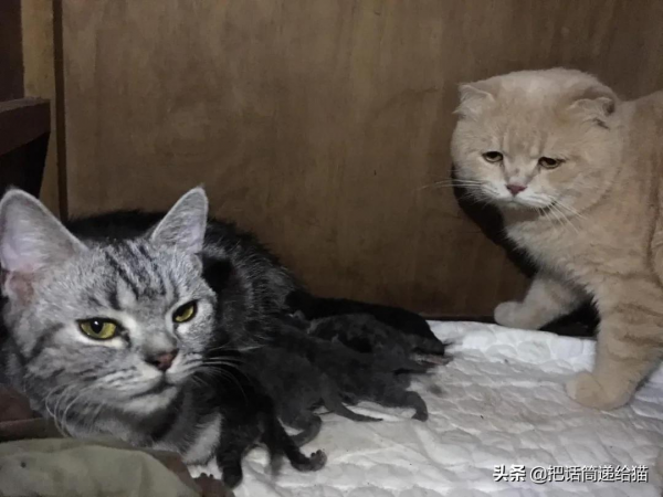 為啥叫貓“主子”？看了他的臉你就明白了