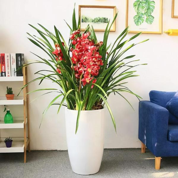 馬上就要過年了,還在為買什麼年宵花發愁嗎?推薦36種供你參考 馬上就要過年了,還在為買什麼年宵花發愁嗎?推薦36種供你參考