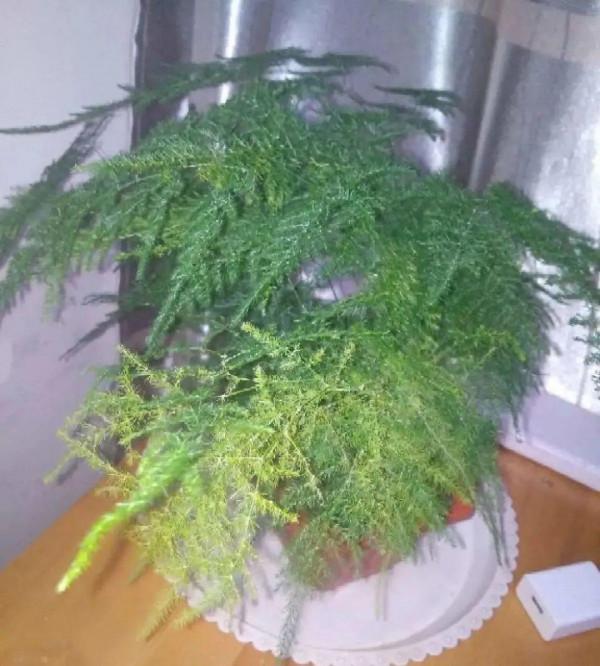 7種花有個小機關,找對位置開啟它,新芽爆滿盆 7種花有個小機關,找對位置開啟它,新芽爆滿盆