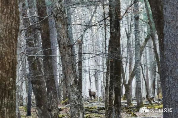 長白山 | 集溫泉、滑雪、穿越、漂流等於一體的旅遊目的地 長白山 | 集溫泉、滑雪、穿越、漂流等於一體的旅遊目的地