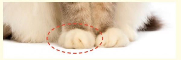 貓咪，長得可愛了不起呀——確實了不起