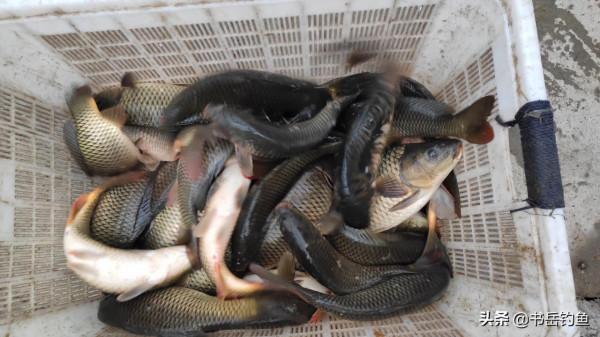 猾口魚只能用軟粘？先等會！要是不知道這幾款特效餌，可不要亂說