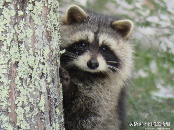 樹上掉下浣熊寶寶,她接納小生命成為家人,見證了一段奇妙的友誼 樹上掉下浣熊寶寶,她接納小生命成為家人,見證了一段奇妙的友誼
