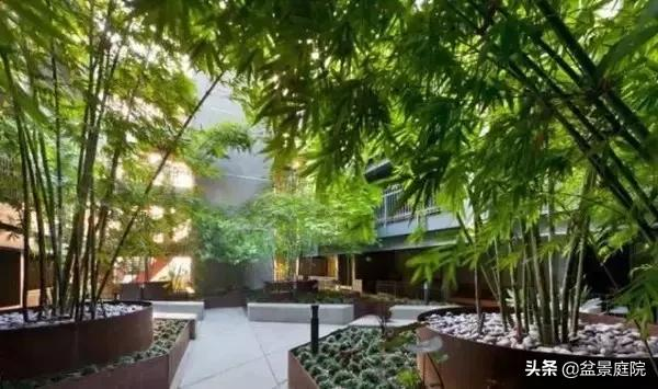 家有竹園，這才是極具風雅之事