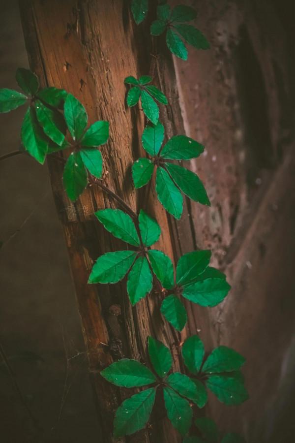 滄桑故事 回望茶城