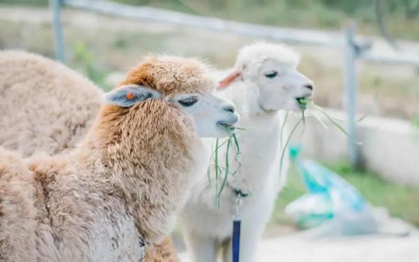 它們來啦!羊駝、設特蘭矮馬、浣熊等一大波萌寵,等你來圍觀 它們來啦!羊駝、設特蘭矮馬、浣熊等一大波萌寵,等你來圍觀