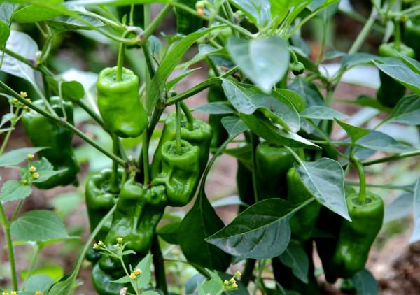 曹萬貴陪伴華老40年，在華國鋒去世後，仍在為他的後事奔波