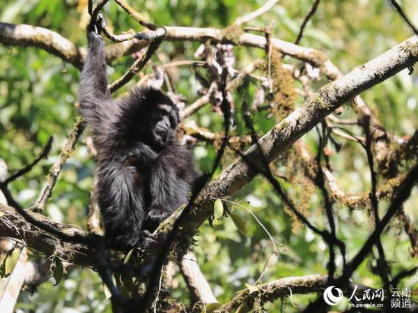 1到10歲的高黎貢白眉長臂猿長啥樣 看這裡 1到10歲的高黎貢白眉長臂猿長啥樣 看這裡