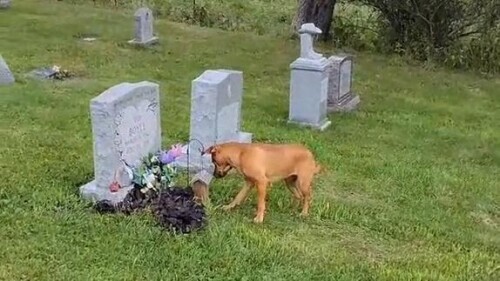 愛從未消失！狗子準確在墓地中找到4年前去世主人的墳墓