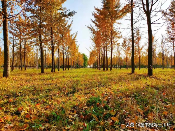 家門口的自然課堂：10個家庭秋色遊戲，好玩得有些意外