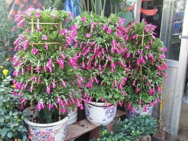 實用分享丨30款年宵花鑑賞，觀花的、賞果的都有…你最喜歡哪個？