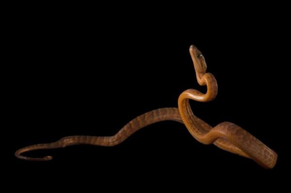 瀕危動物 的攝影 瀕危動物 的攝影