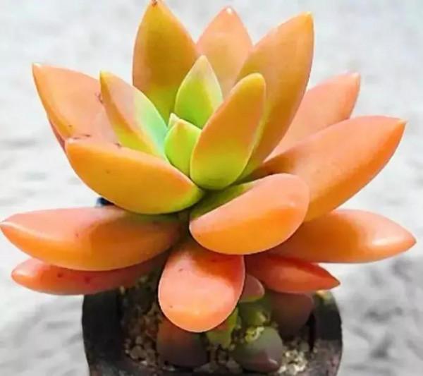 美好的生活，美麗的多肉