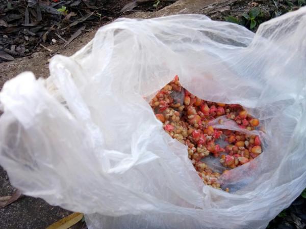 新年首釣的快樂，無非是真“打龜”了