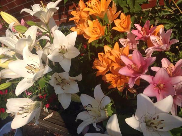 多倫多園丁猴哥猴嫂30年經歷38：聖誕節要去紐約過了瀑布下大雪了