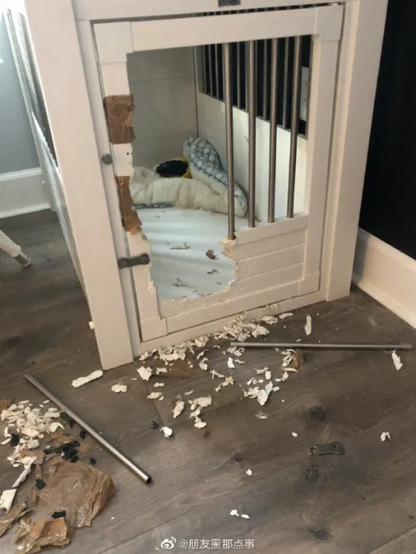 講真，柯基拆起家來，破壞力一點都不比二哈差