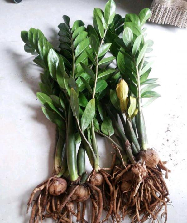 這些花就算長再大也只適合用“小盆”栽，大盆栽種易黑腐、爛根