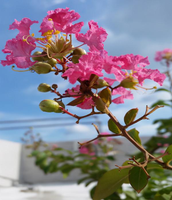 秋天想讓院子“美如畫”,種上這4種花,顏色別緻顏值高 秋天想讓院子“美如畫”,種上這4種花,顏色別緻顏值高