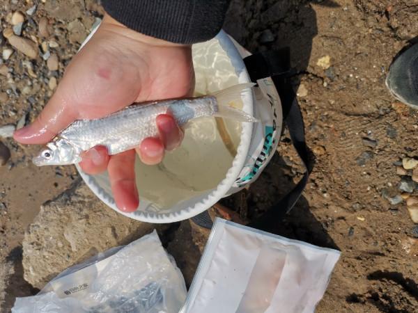 餌料未把魚兒引來卻招來不速之客，趕都趕不走……