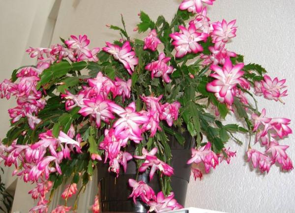 七大“美麗花”,冷天不能多澆水,多曬“少管”更健壯 七大“美麗花”,冷天不能多澆水,多曬“少管”更健壯