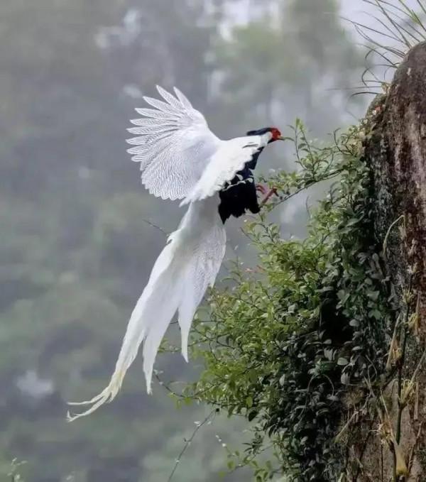 自然生物小百科 自然生物小百科