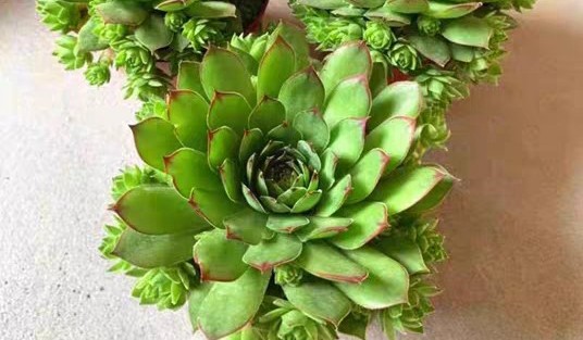 適合新手養的“6種多肉”，耐熱又不怕冷，養成老樁，又美又霸氣