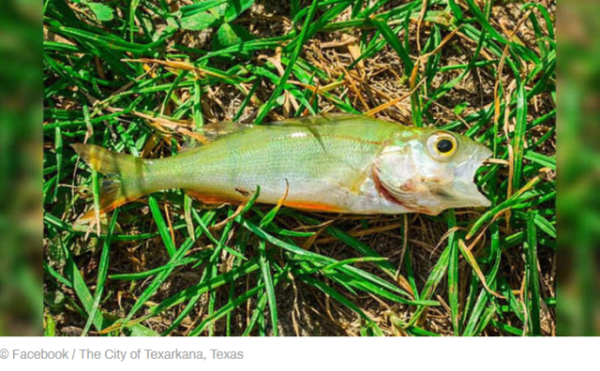 美國一地龍捲風過後下“魚”了：死魚伴隨雨滴從天而降