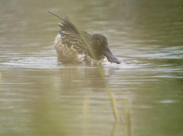 嘴巴最寬最長的野鴨—琵嘴鴨