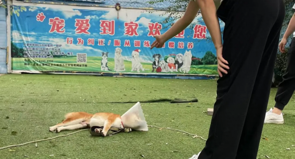 沒孩子的年輕人,送寵物去上學 沒孩子的年輕人,送寵物去上學