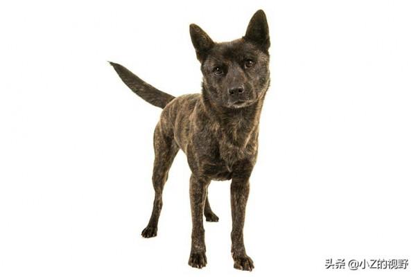 被日本指定為天然紀念物，分別有哪些犬種，原產自哪裡