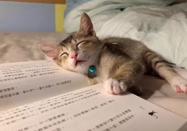 貓的記憶有多久？或許不長，但它可以一輩子記住你