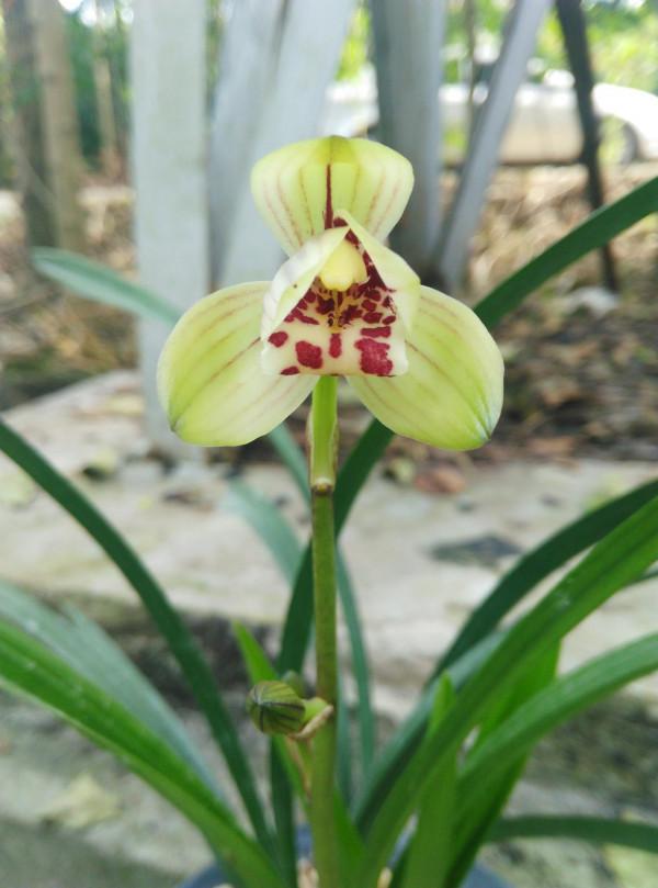 五年前，他拿三苗極品蘭花換了一件古董，後來經過鑑定居然是假貨