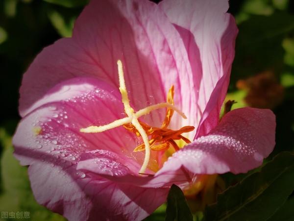 “驚鴻一瞥，猶如滿天星辰”讓美景治癒你的心靈——月見草