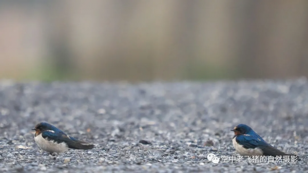 一劍封喉——新機OM-1拍鳥深度測評