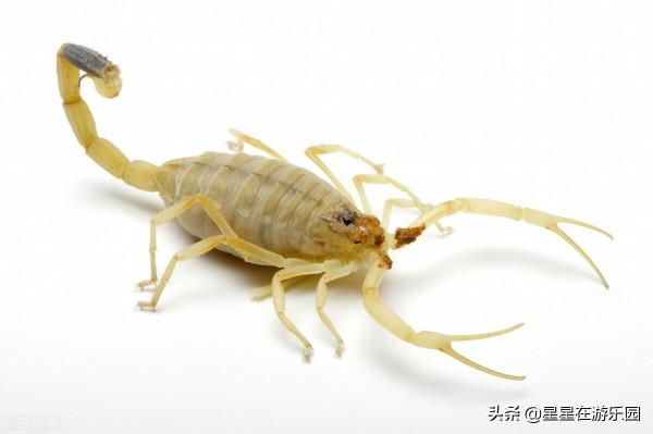 聊齋故事:蠍子王 聊齋故事:蠍子王