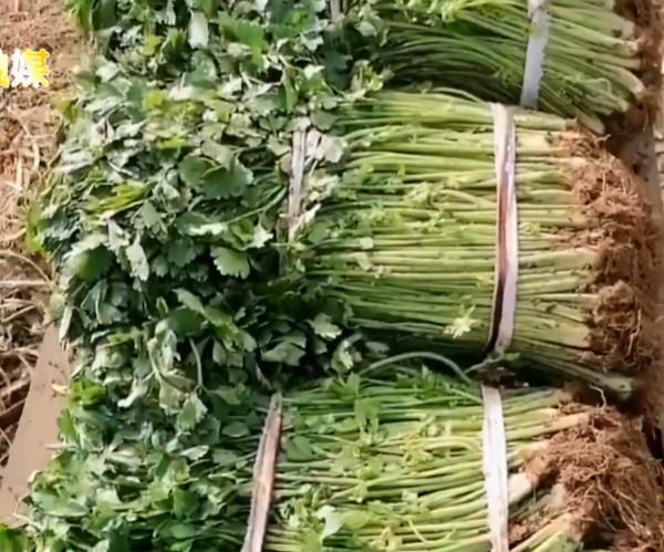大爺土方法儲存香菜，一捆捆竟綠得發光，網友不解：真這麼好使？