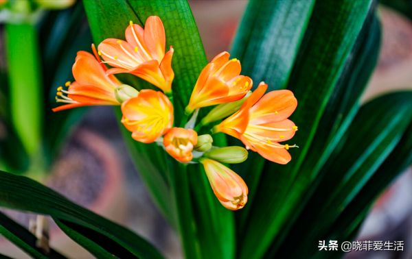 用廚房5種“調味品”養花，不黃葉不生蟲，葉綠花豔，好處多