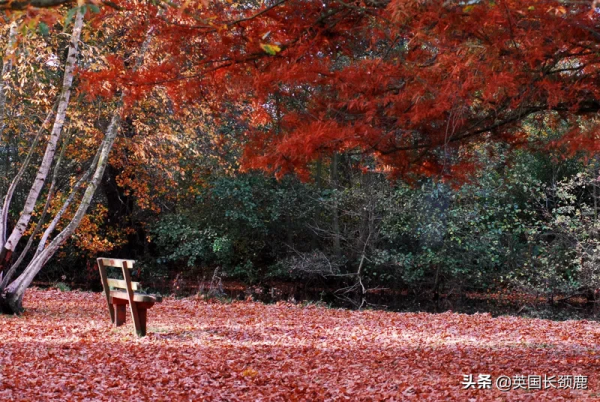 你還記得深秋英國的樣子嗎?若你還在,與你共享 你還記得深秋英國的樣子嗎?若你還在,與你共享
