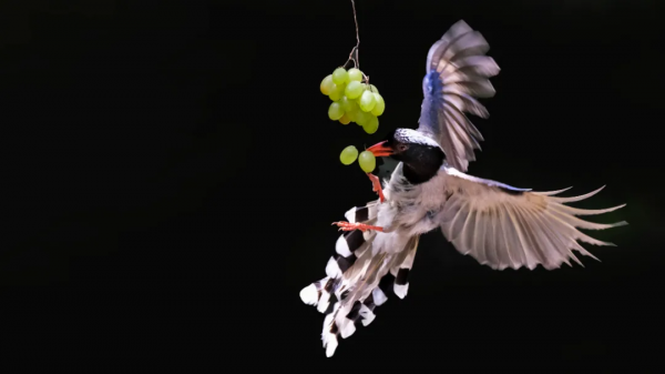 山西鳥類圖鑑 | 紅嘴藍鵲
