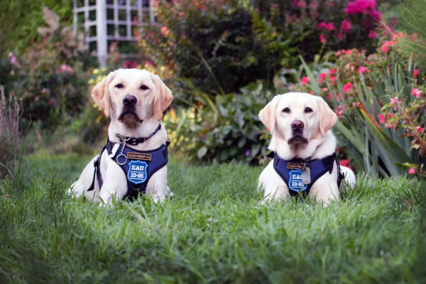 萌化了!2022年紐約警犬日曆,感謝守護城市的小英雄們 萌化了!2022年紐約警犬日曆,感謝守護城市的小英雄們