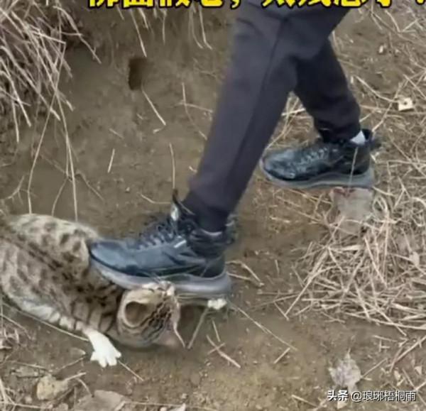 男子好心救貓卻被聖母婊罵，如果他不救，那貓是什麼後果？