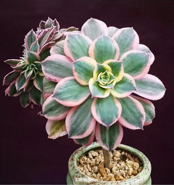 多肉植物 | 法師品種