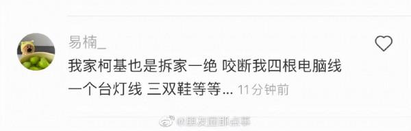 講真，柯基拆起家來，破壞力一點都不比二哈差