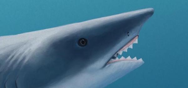 盤點一下史前十大著名軟骨魚 盤點一下史前十大著名軟骨魚