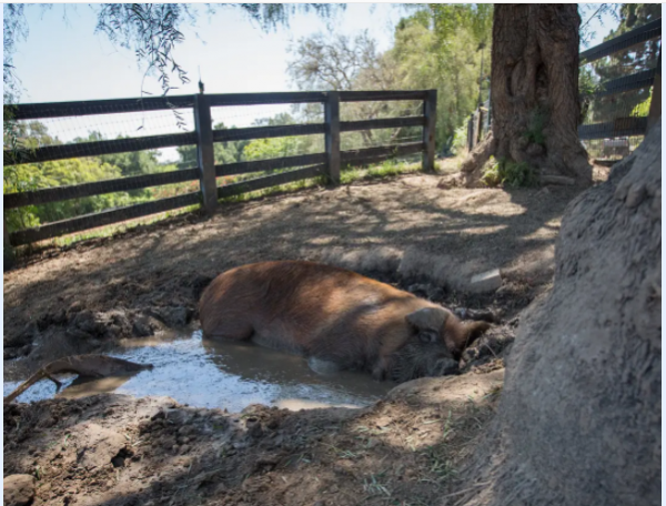 2010年,小夫妻買下1200畝荒地,只為一隻流浪狗,8年後年入千萬 2010年,小夫妻買下1200畝荒地,只為一隻流浪狗,8年後年入千萬