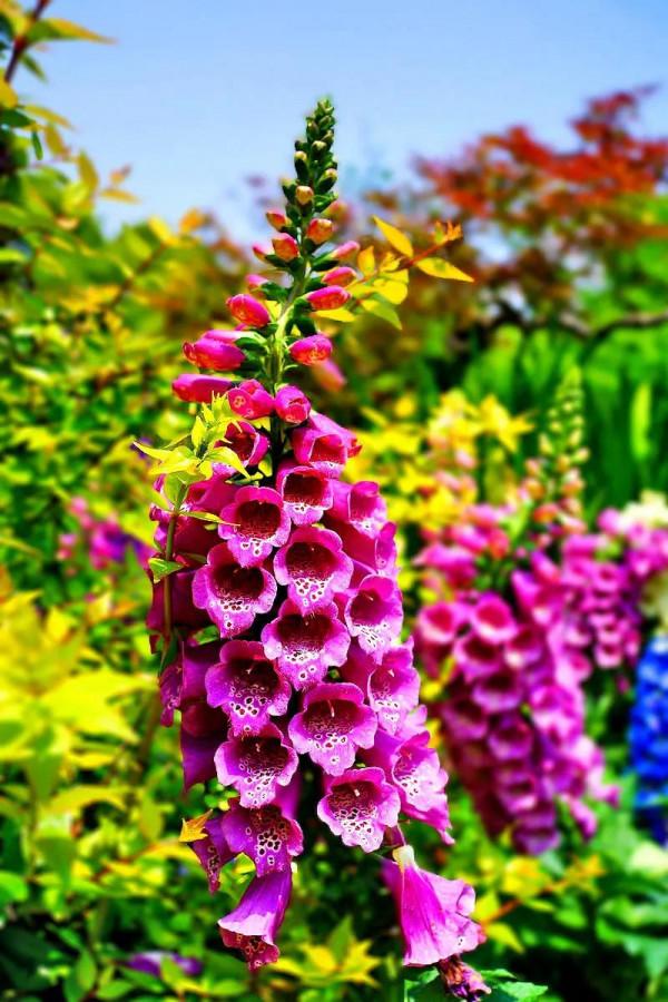 花卉欣賞、《奼紫嫣紅處處春》